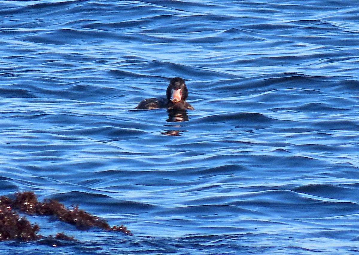 Surf Scoter - ML399415661