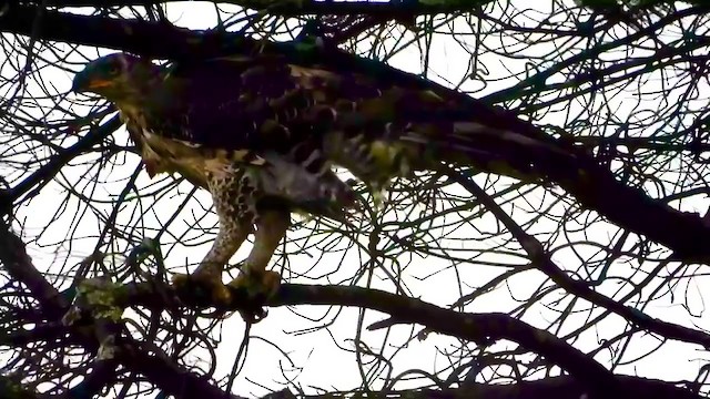 Crowned Eagle - ML399416591