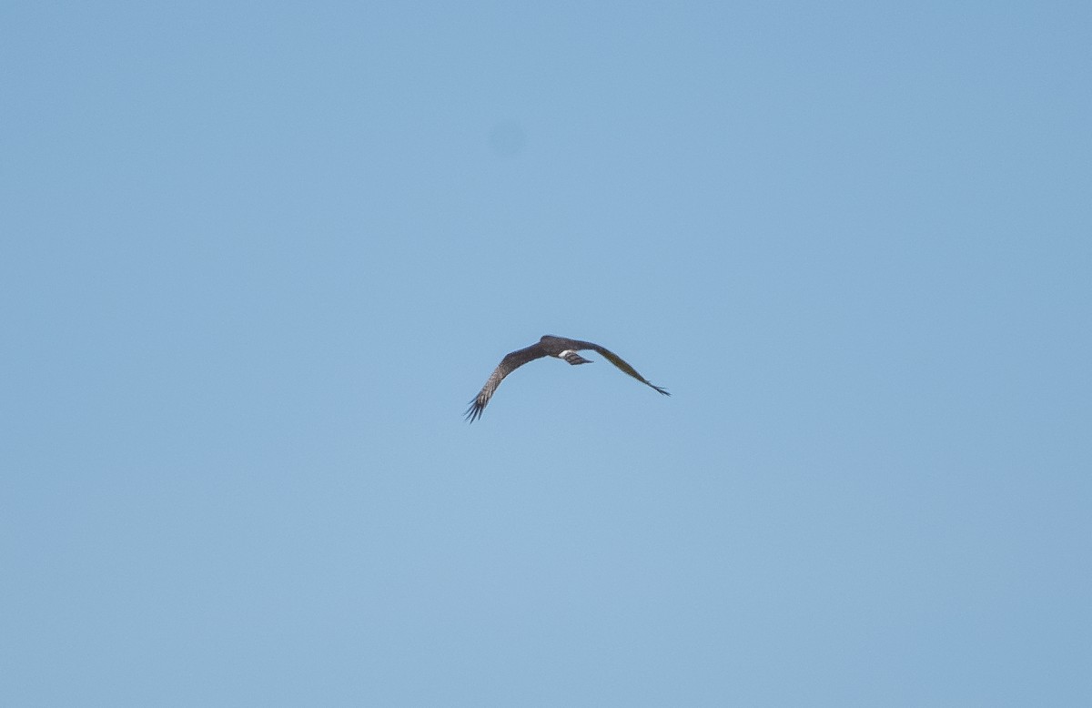 Long-winged Harrier - ML399416861