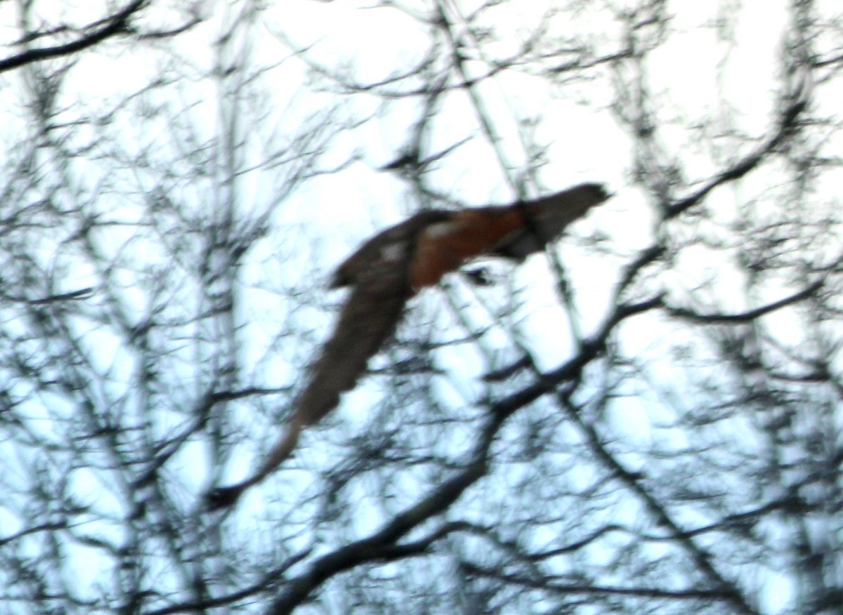 Red-tailed Hawk - ML399417361