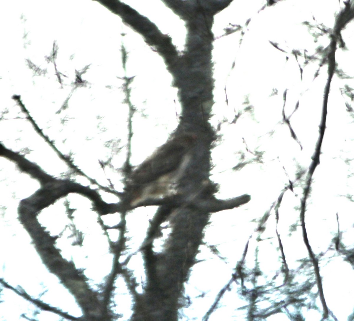 Red-tailed Hawk - ML399417371