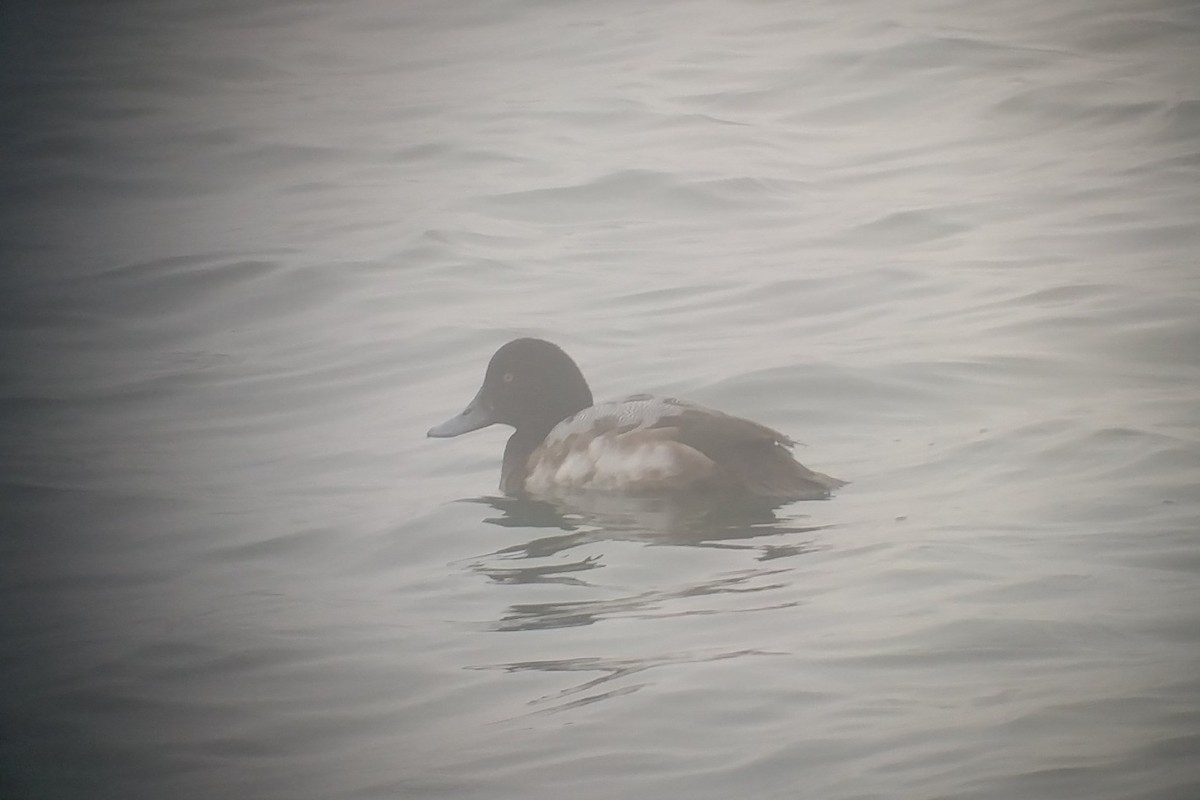 Greater Scaup - ML399418011
