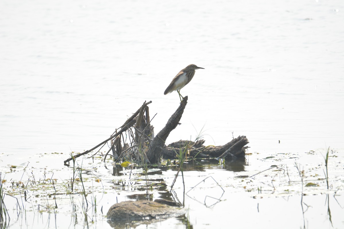 Indian Pond-Heron - ML399419051