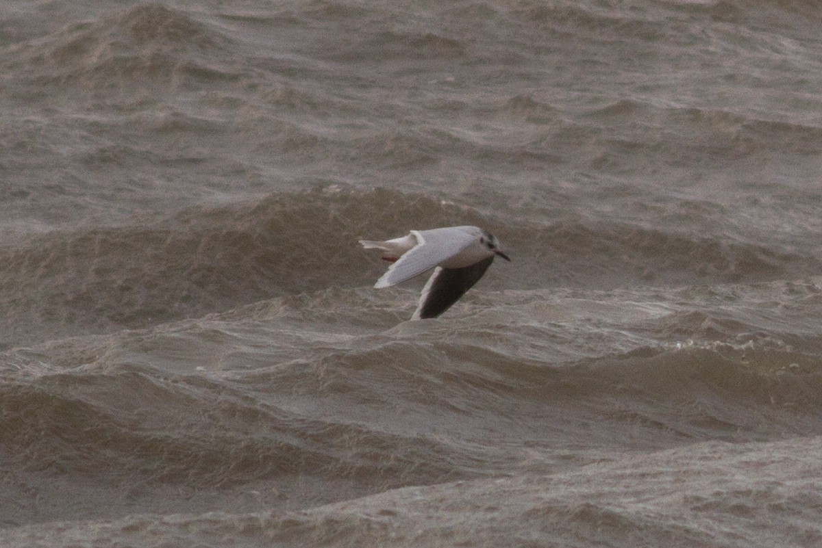 Little Gull - ML399419661