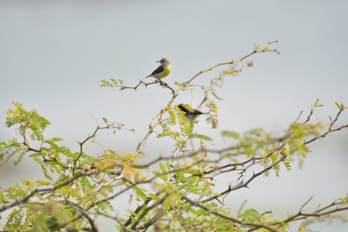 Purple-rumped Sunbird - ML399419841