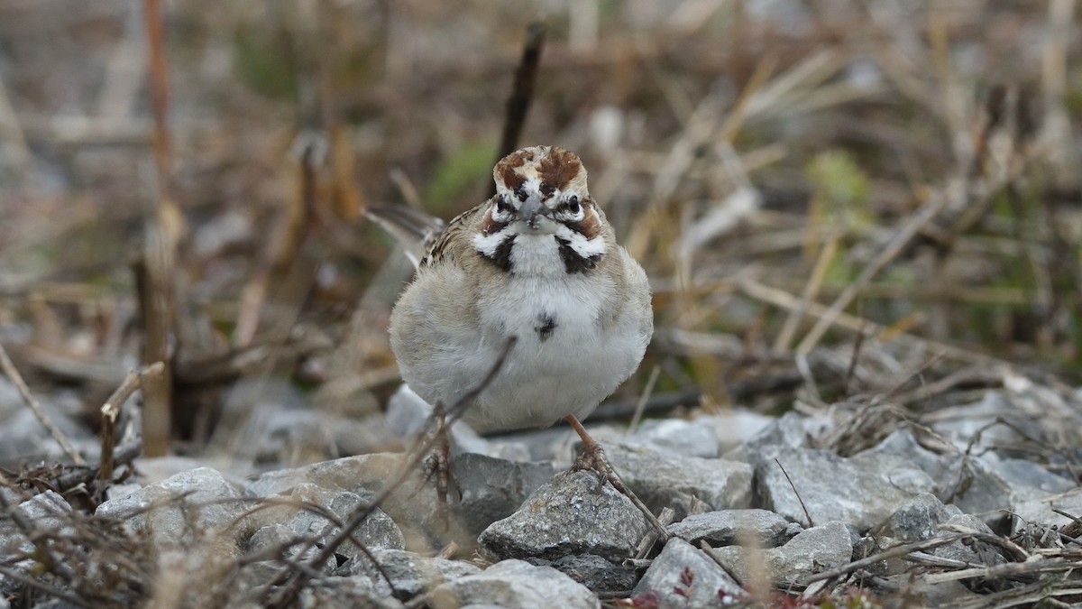 Lark Sparrow - ML399420411