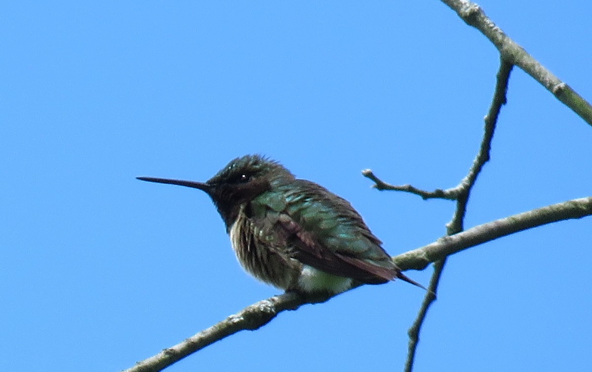 Ruby-throated Hummingbird - ML399421201