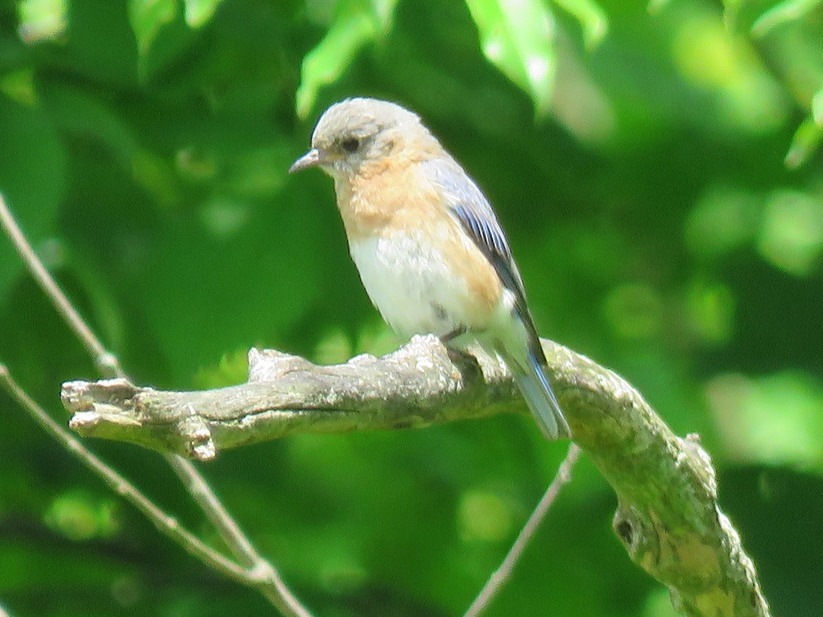 Eastern Bluebird - ML399421371