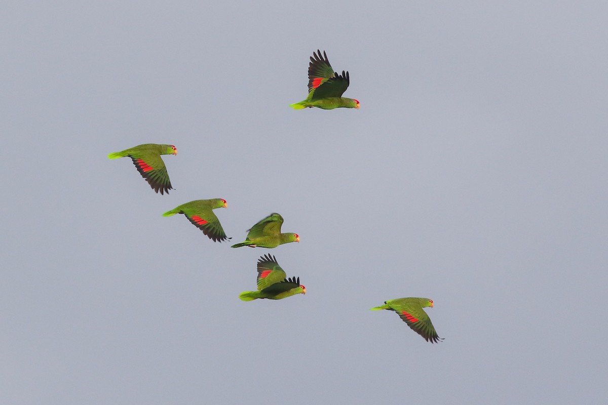 Red-crowned Amazon - Michael O'Brien