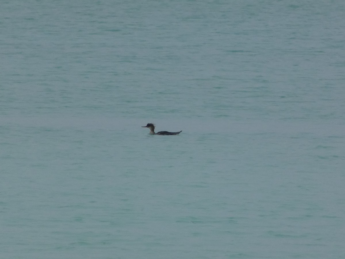 Red-breasted Merganser - ML399421771