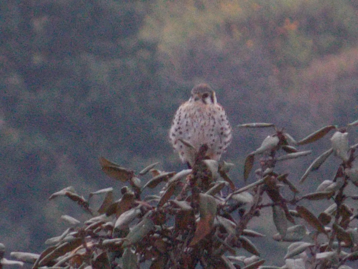 American Kestrel - ML399422271