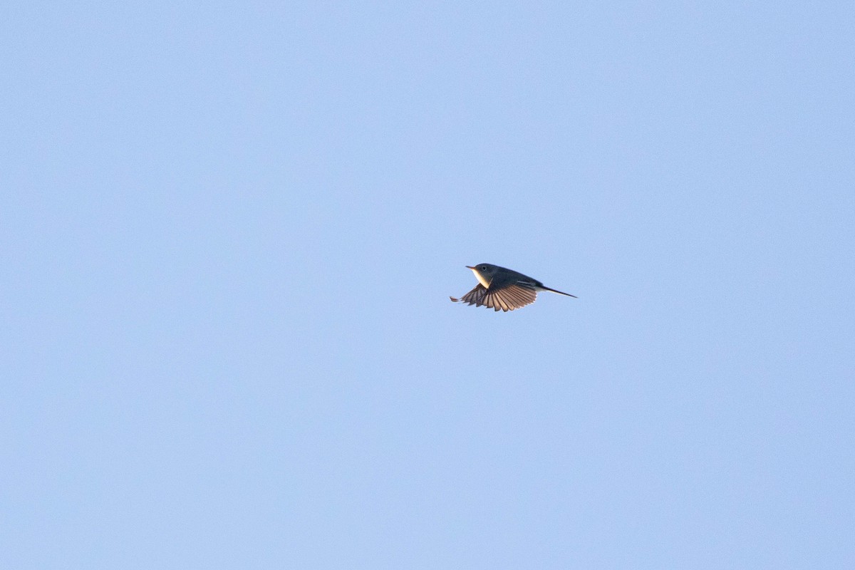 Blue-gray Gnatcatcher - ML399424911