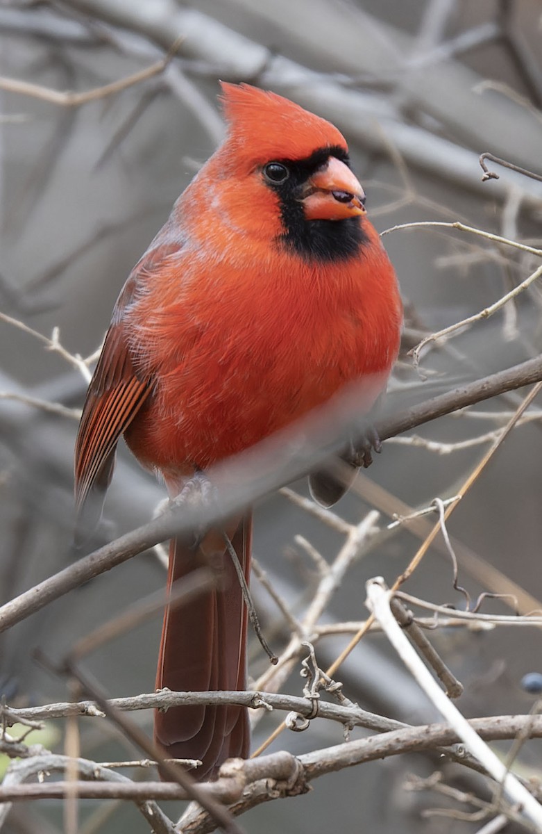 Northern Cardinal - ML399425151