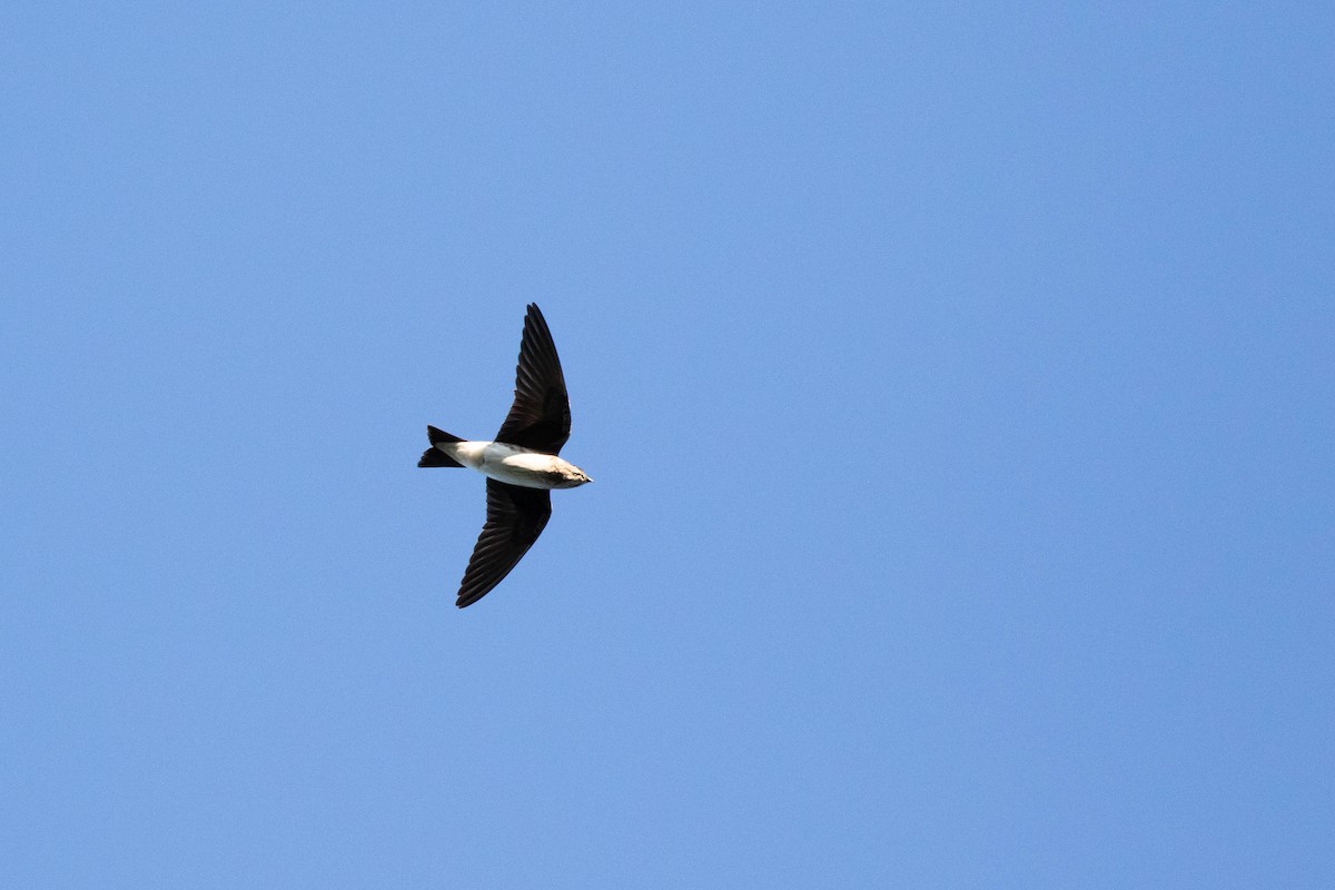 Purple Martin - ML399425311