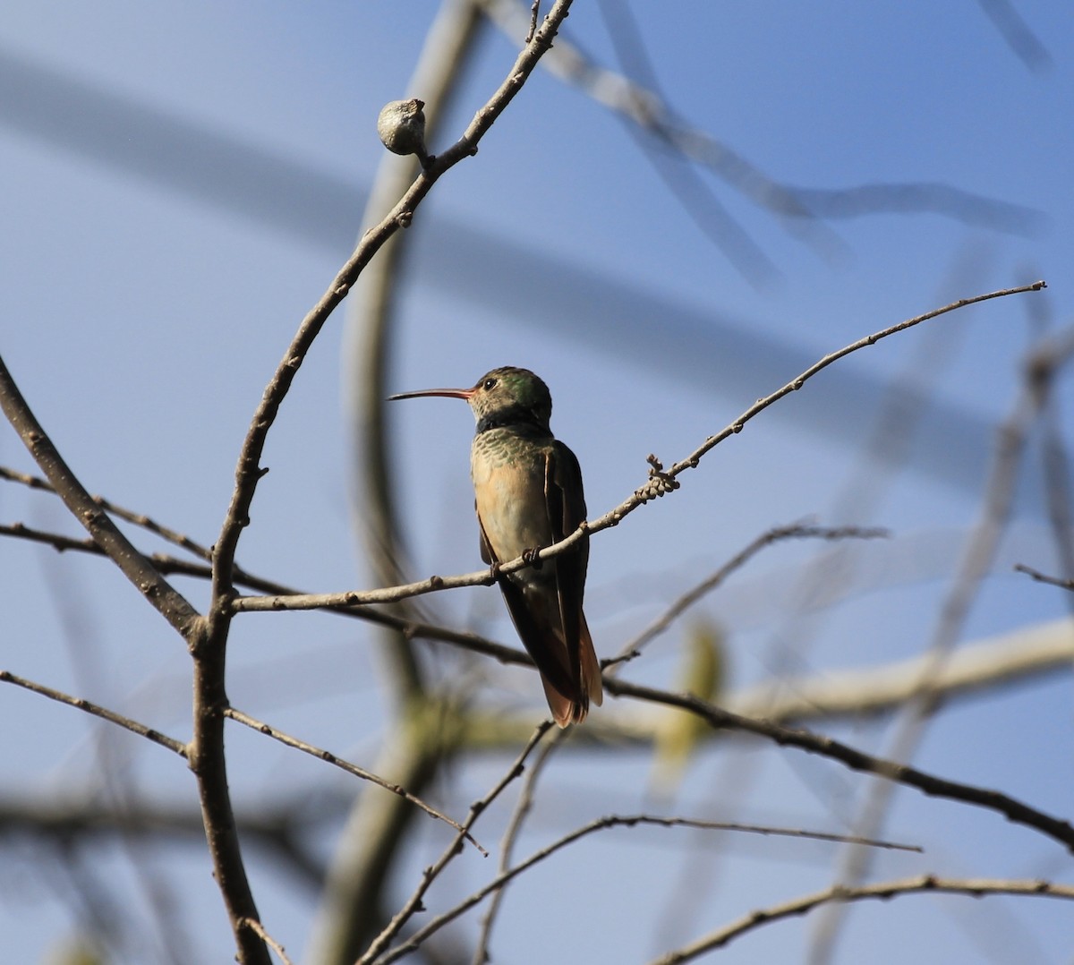 Buff-bellied Hummingbird - ML399425761