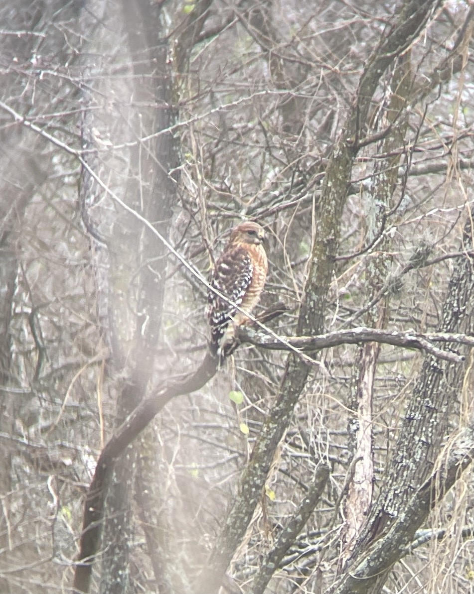 Red-shouldered Hawk - ML399425771