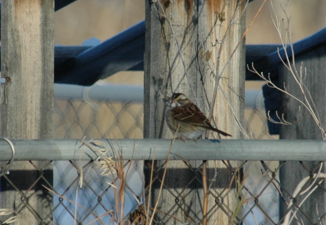 White-throated Sparrow - ML39942641