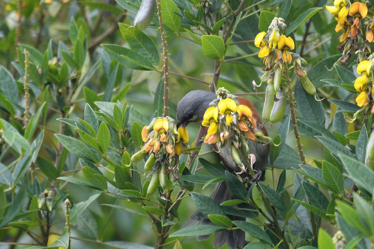 Bay-chested Warbling Finch - ML39942651