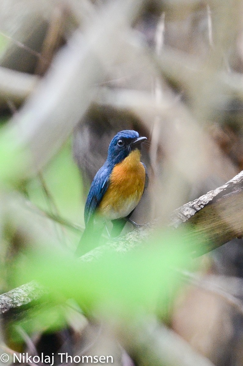 Mangrove Blue Flycatcher - ML39942981