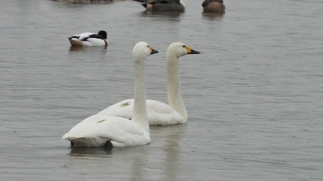 Tundra Swan - ML399430291