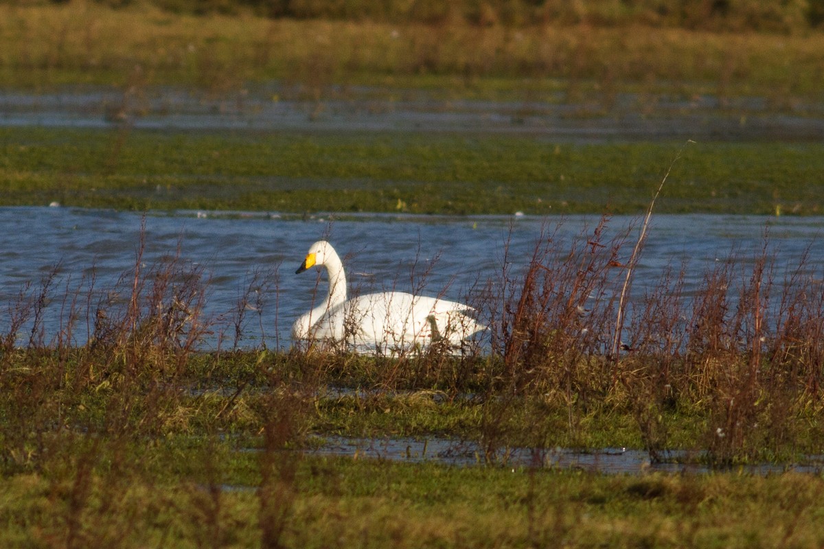 Whooper Swan - ML399430331