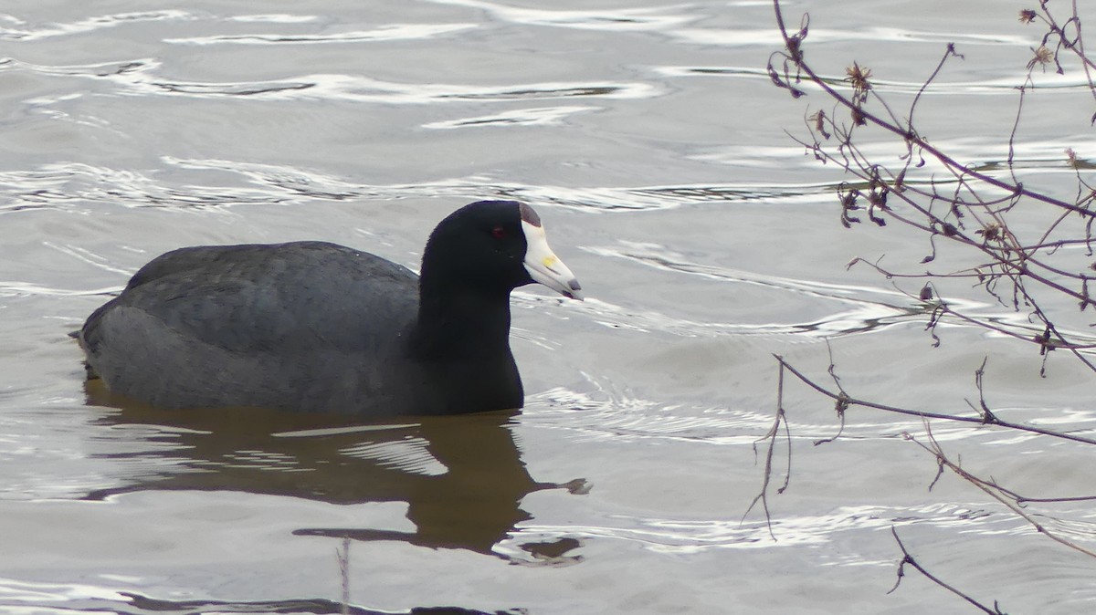 American Coot - ML399431551
