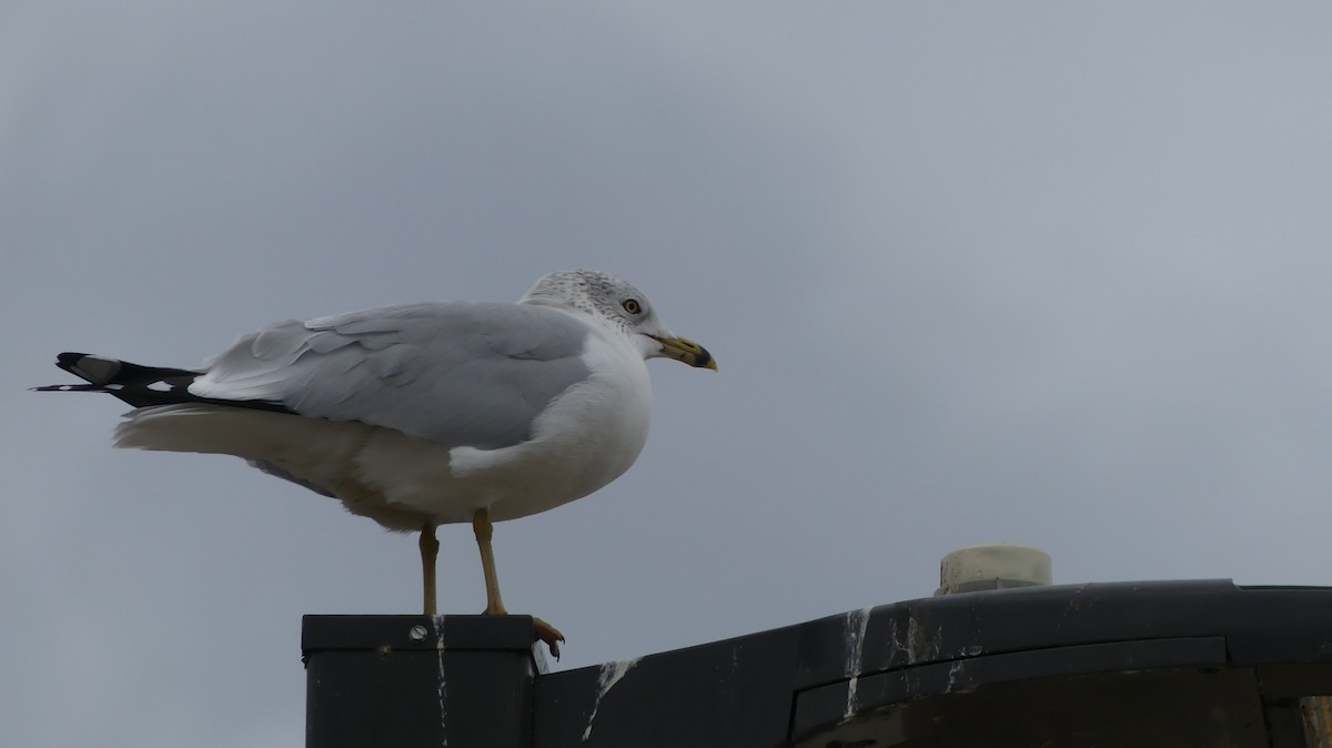 Ring-billed Gull - ML399431921