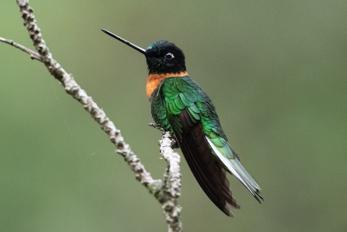 Gould's Inca - John C. Mittermeier
