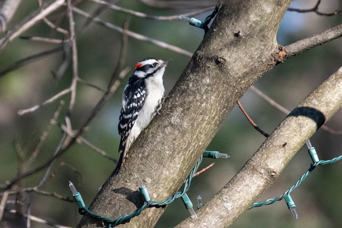 Downy Woodpecker - ML399432431