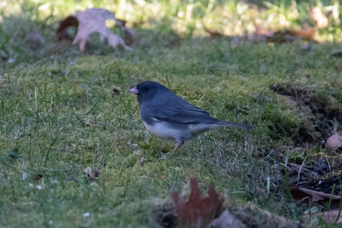 Dark-eyed Junco (Slate-colored) - Justin Roberge