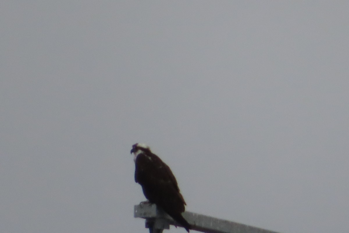 Osprey - ML399432581