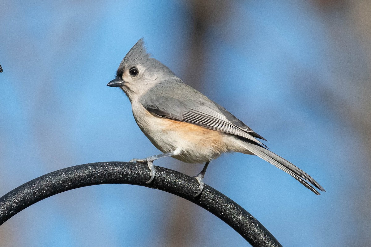 Tufted Titmouse - ML399432721