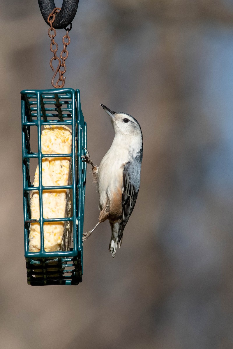 White-breasted Nuthatch - ML399432751