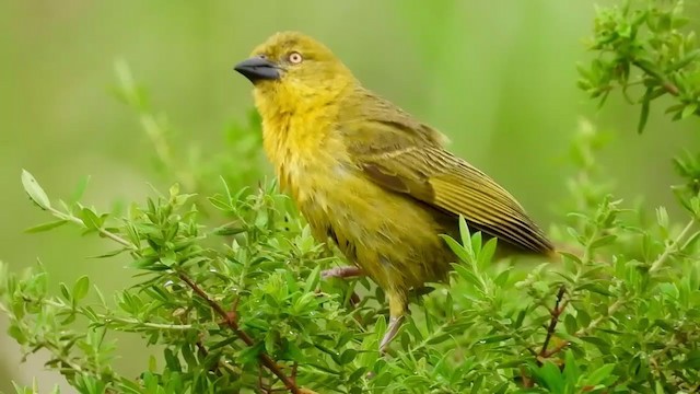 Holub's Golden-Weaver - ML399433111