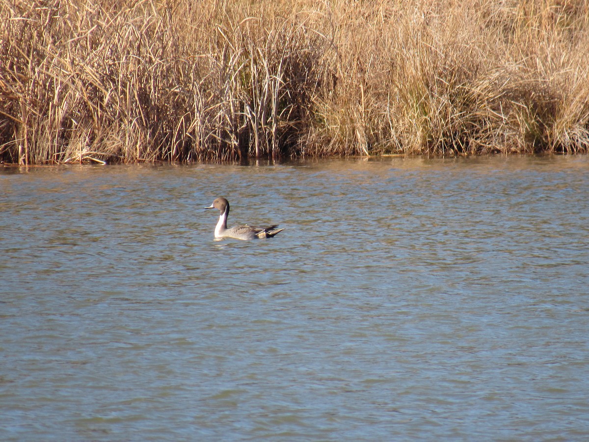 Northern Pintail - ML399433421