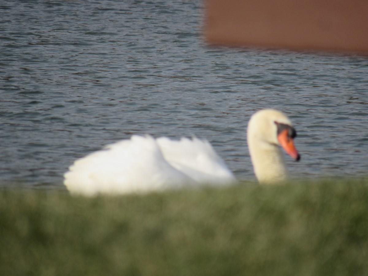 Mute Swan - ML399433521