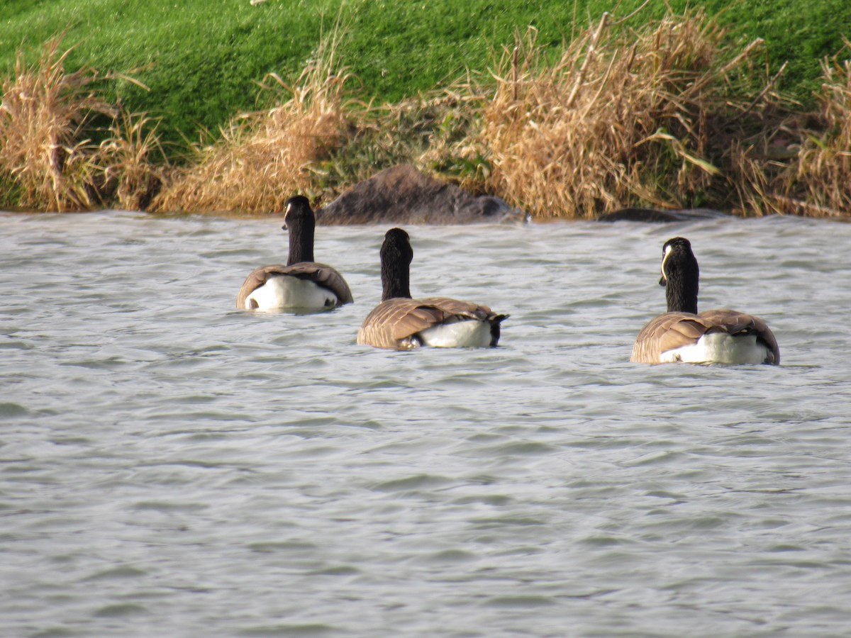 Canada Goose - ML399433621