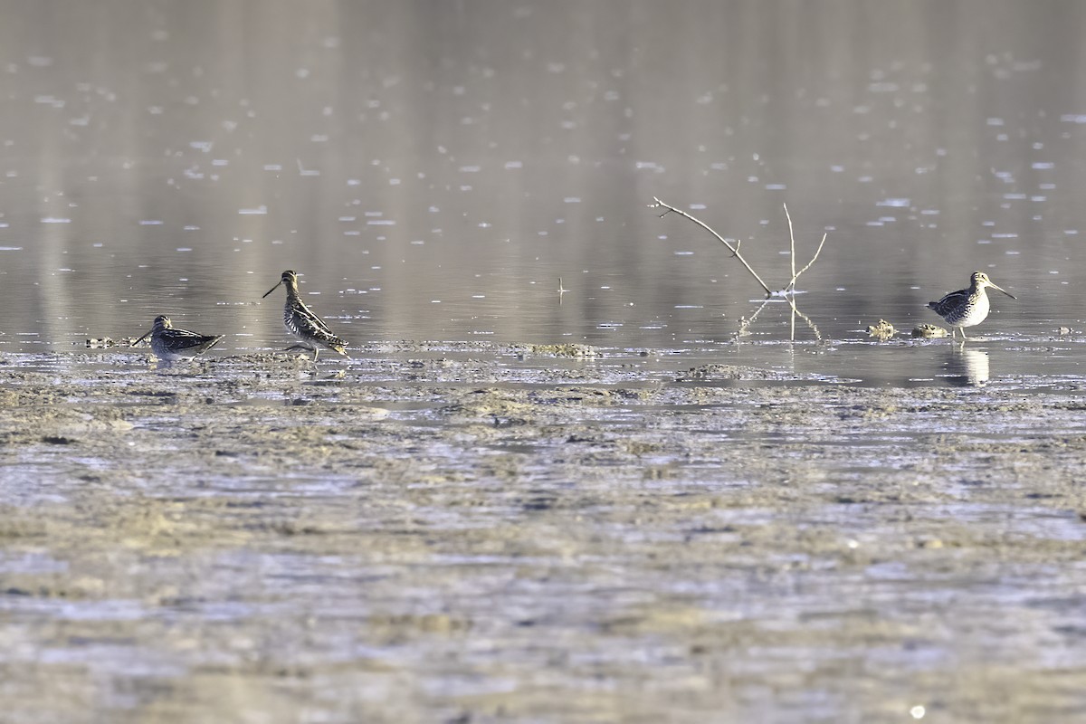 Wilson's Snipe - ML399433741