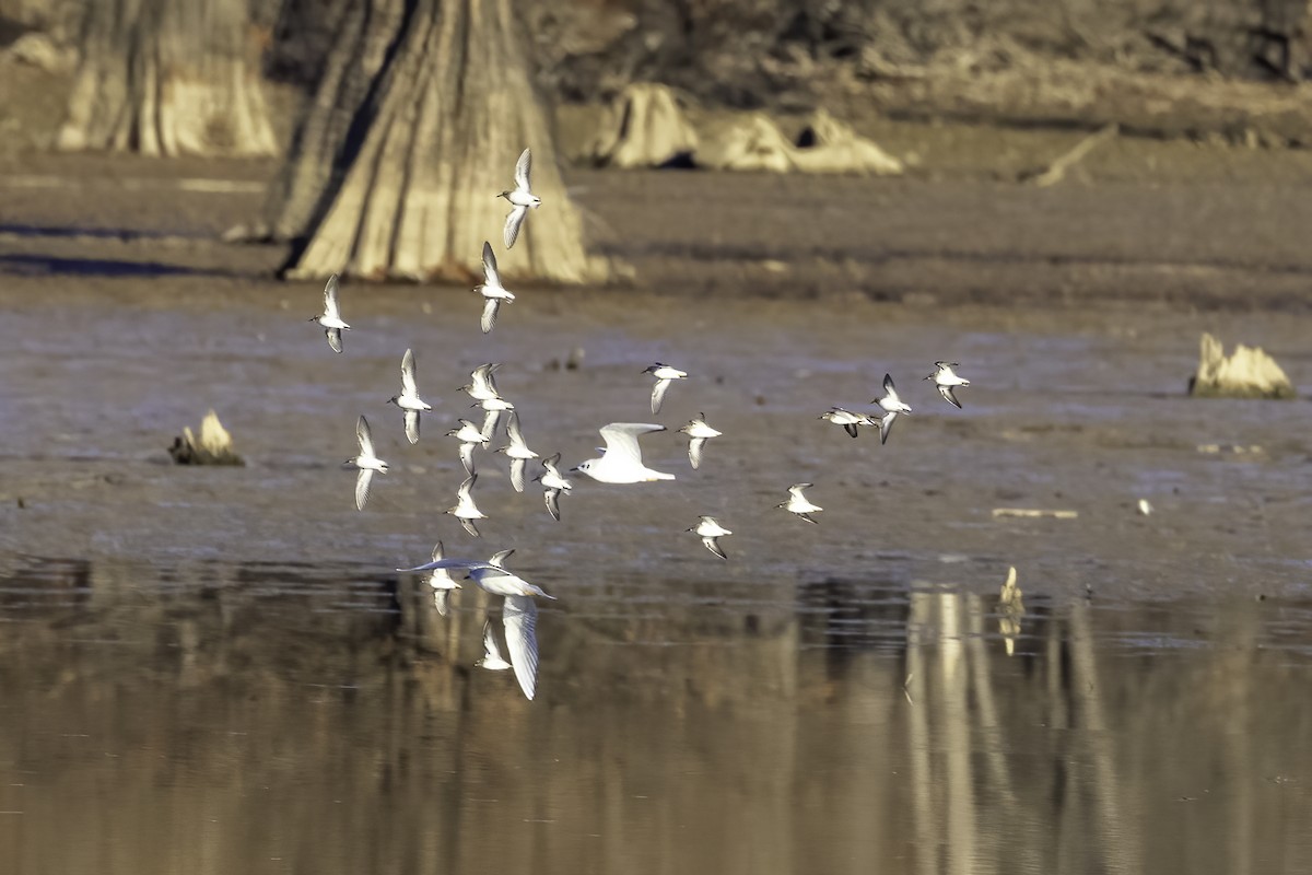 Least Sandpiper - ML399433911