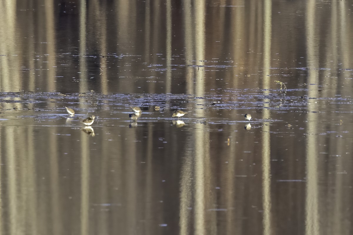 Least Sandpiper - ML399433921