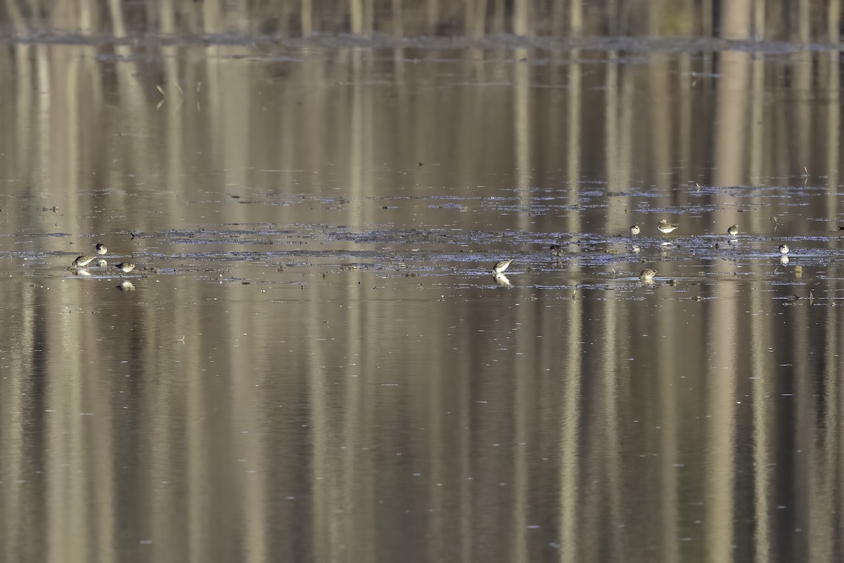 Least Sandpiper - ML399433951