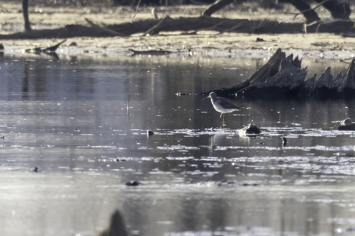 Greater Yellowlegs - ML399433961