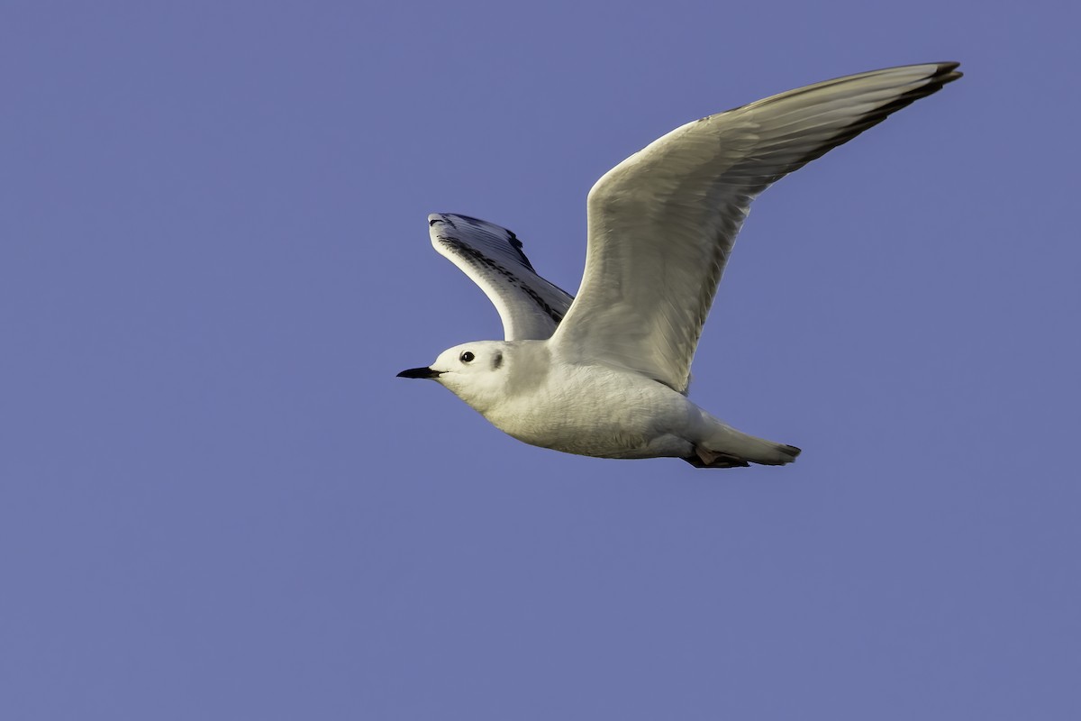 Bonaparte's Gull - ML399434101