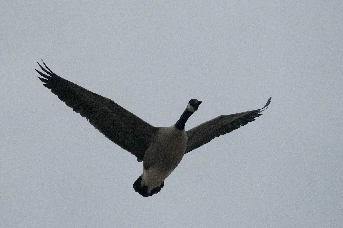 Canada Goose - ML399434131