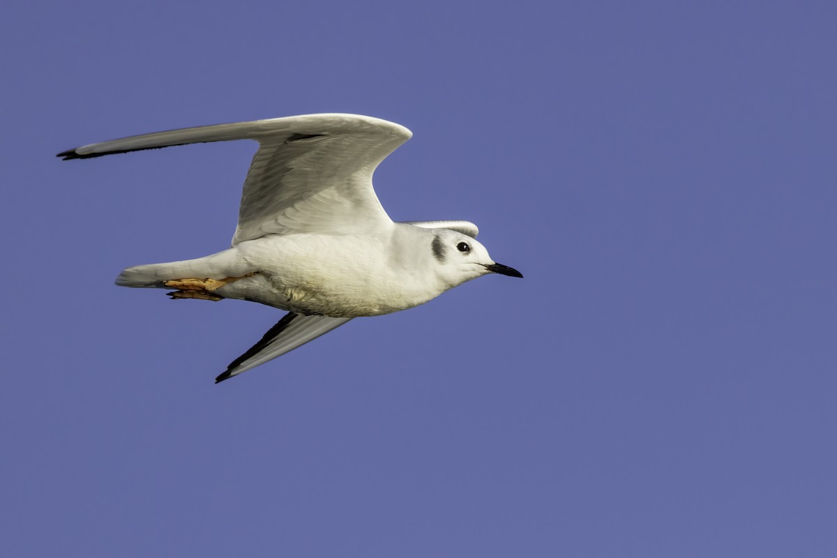 Bonaparte's Gull - ML399434151