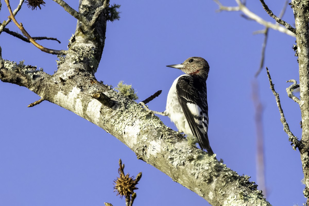 Red-headed Woodpecker - ML399434221