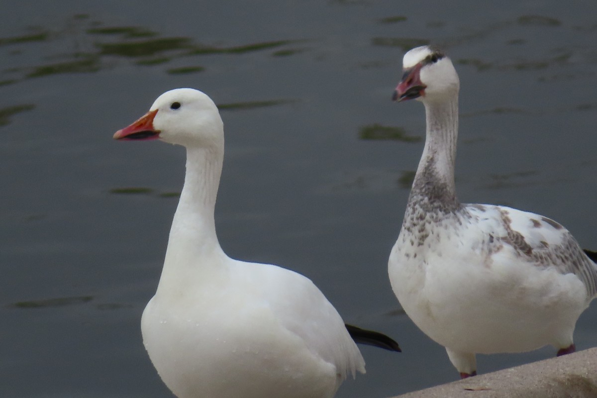 Snow Goose - ML399434291