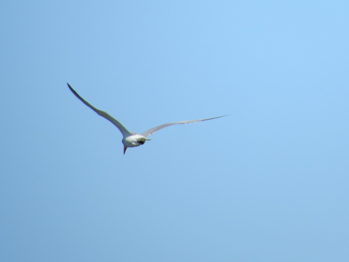 Морин хараалай - ML399434321