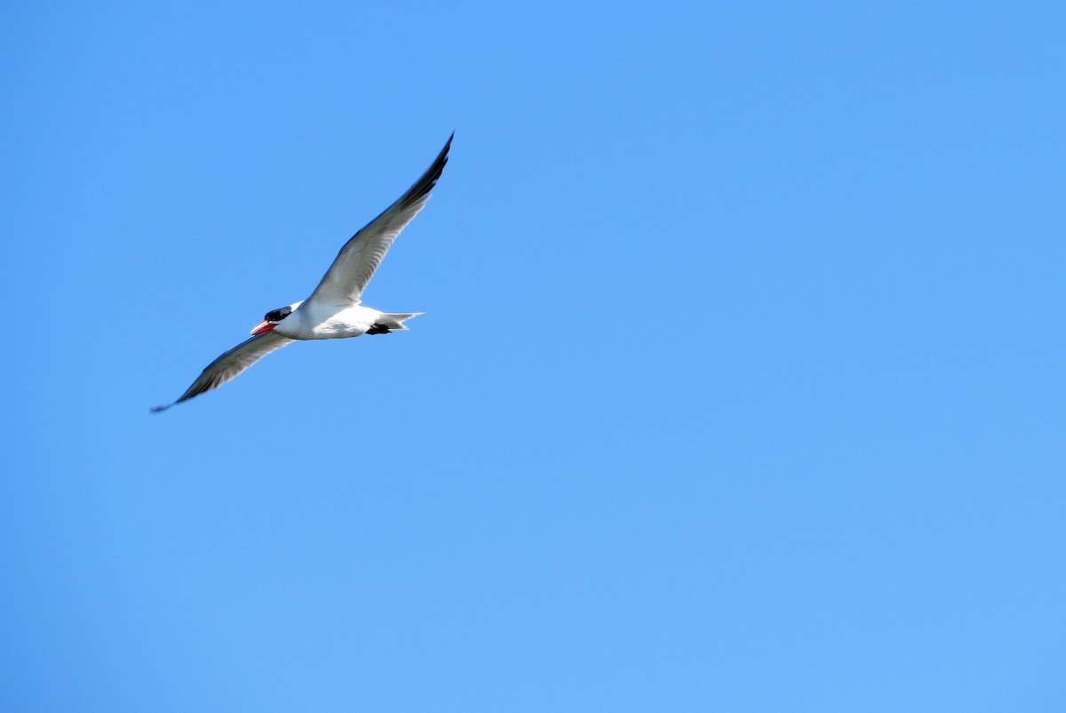 Морин хараалай - ML399434371