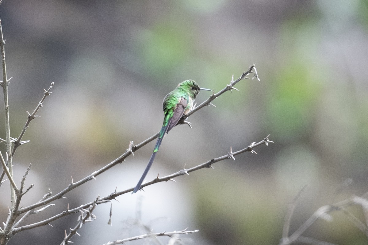 grønnslepkolibri - ML399434941